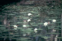 Water lillies (John Hawking)