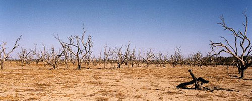 Drought Main Photo